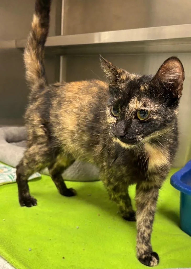 A young medium-sized female Domestic Short Hair cat named Trudie for adoption in Greeneville, TN