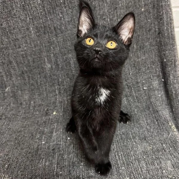 A young medium-sized male Black Domestic Short Hair cat named Seb for adoption in Waterloo, IA