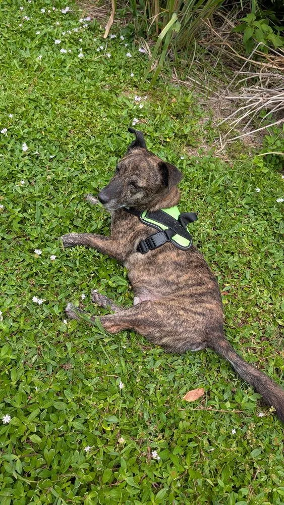 An adult small-sized male Brindle Plott Hound dog named Hershey for adoption in West Palm Beach, FL