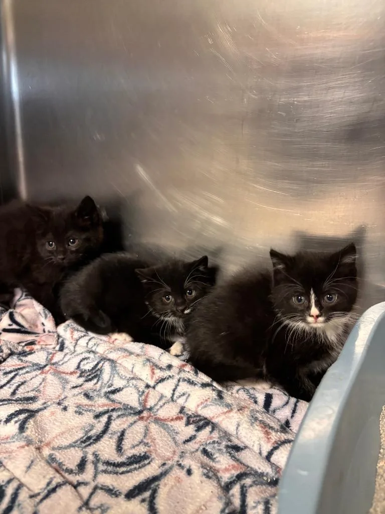 A baby small-sized female Domestic Short Hair cat named Ginny for adoption in Port Jervis, NY
