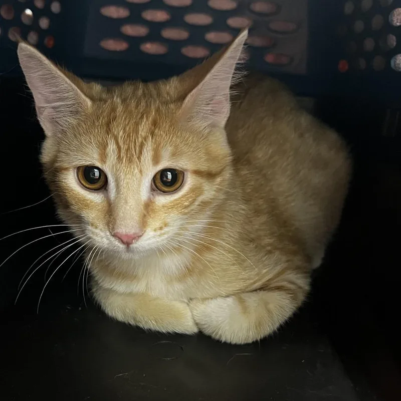 A baby medium-sized female Orange / Red Domestic Short Hair cat named Stray Hold  Clementine for adoption in Albuquerque, NM