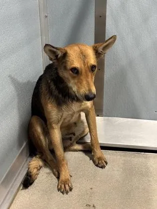 A young medium-sized female German Shepherd Dog dog named Macy Martinez for adoption in Fresno, CA