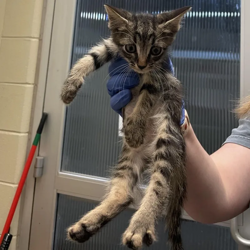 A baby small-sized male Brown / Chocolate Domestic Short Hair cat named Boone for adoption in Columbus, GA