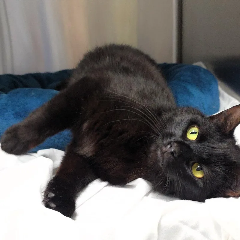 A young medium-sized female Black Domestic Short Hair cat named Stella for adoption in Michigan City, IN