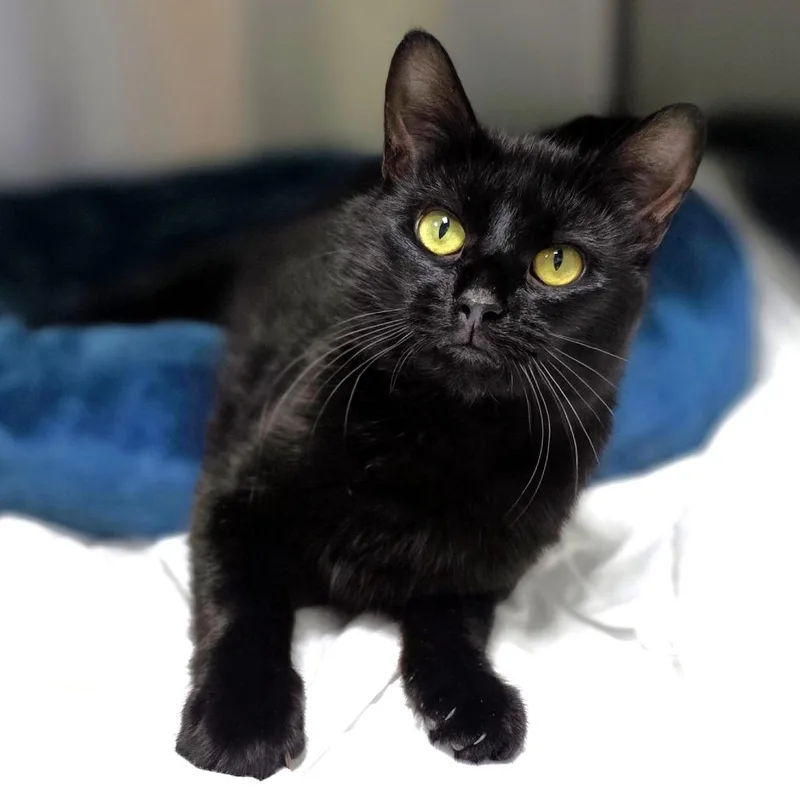 Stella thumbnail 4