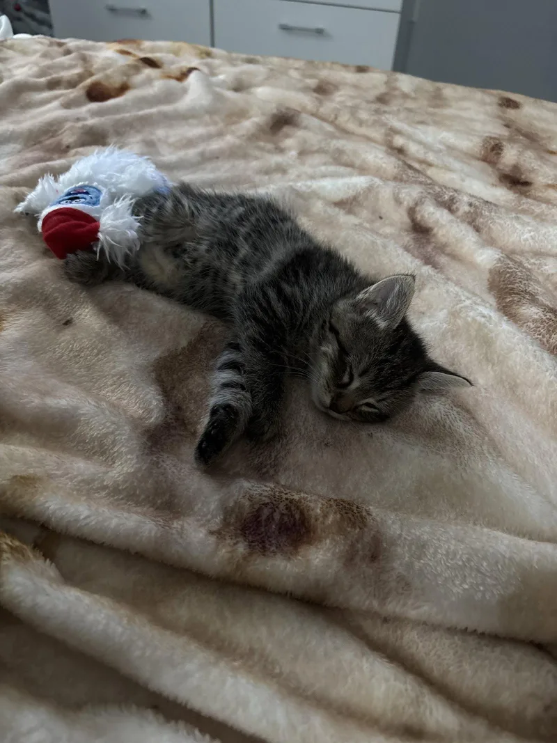 A young medium-sized female Domestic Medium Hair cat named Willow for adoption in Columbus, IN