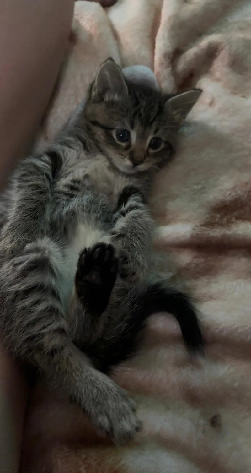 Willow thumbnail 2