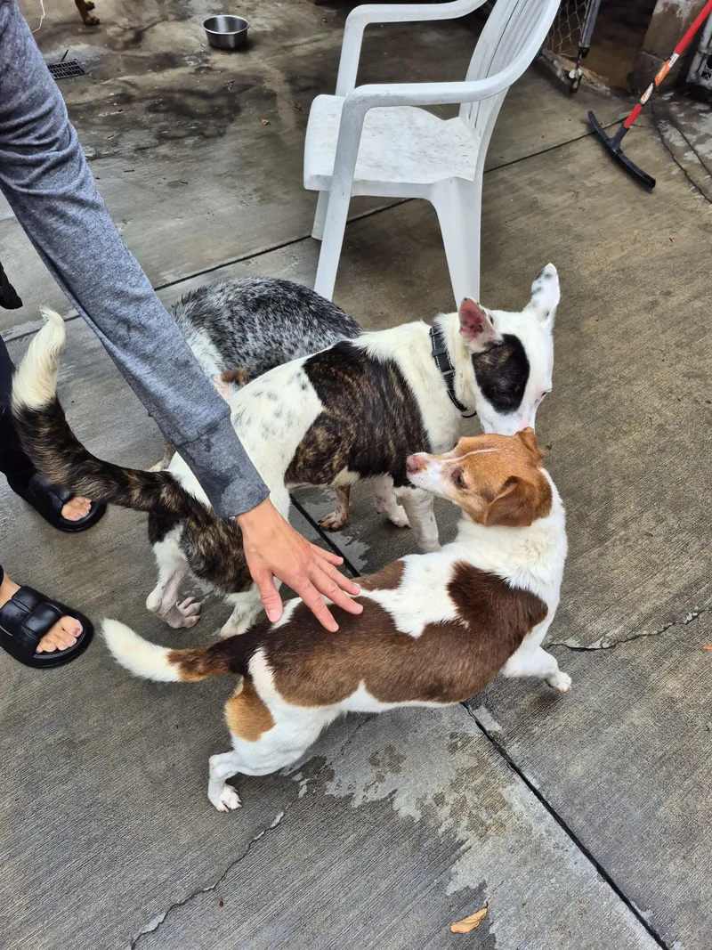 Dottie Dot Girl! thumbnail 4