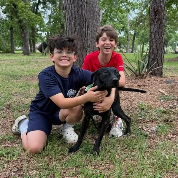 A young medium-sized male Black Labrador Retriever dog named Kuro The Churro for adoption in Friendswood, TX