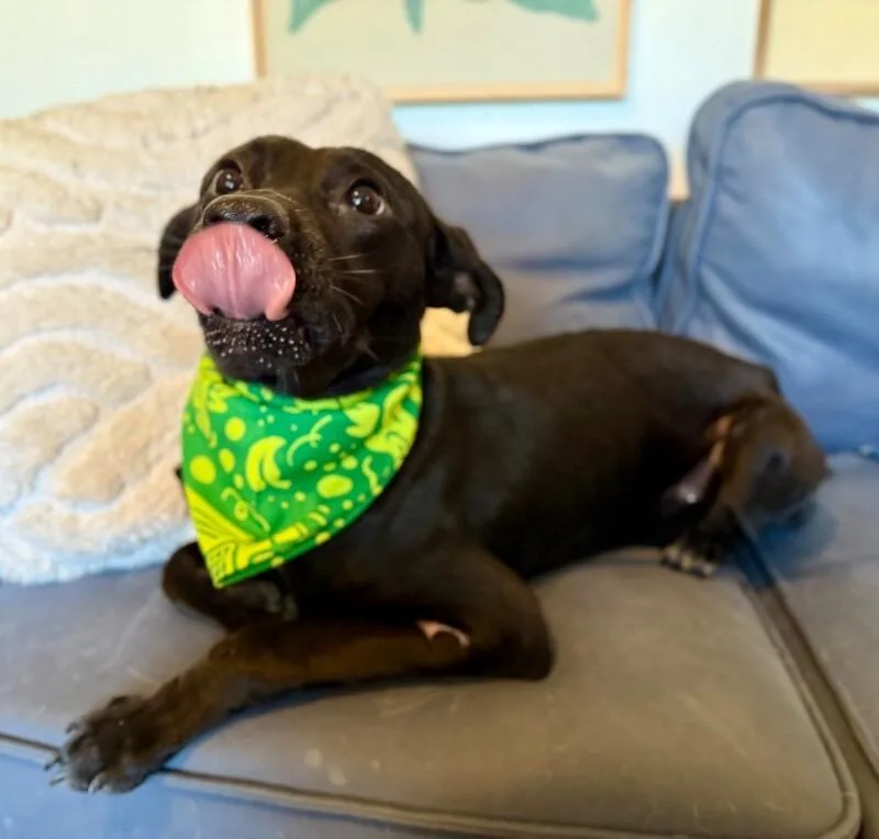 Kuro The Churro thumbnail 5