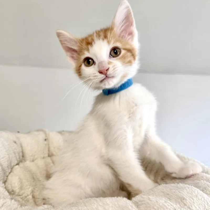 A baby small-sized male White Domestic Short Hair cat named Blaze for adoption in Rochester, MN