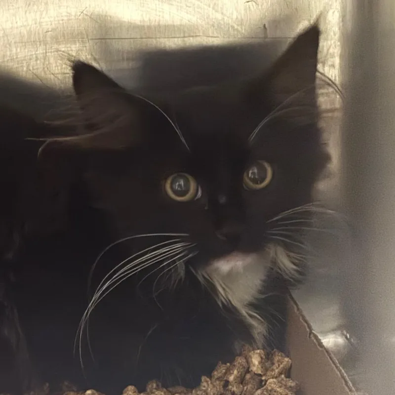 A baby small-sized female Black Domestic Long Hair cat named Cleocatra for adoption in Newark, NJ