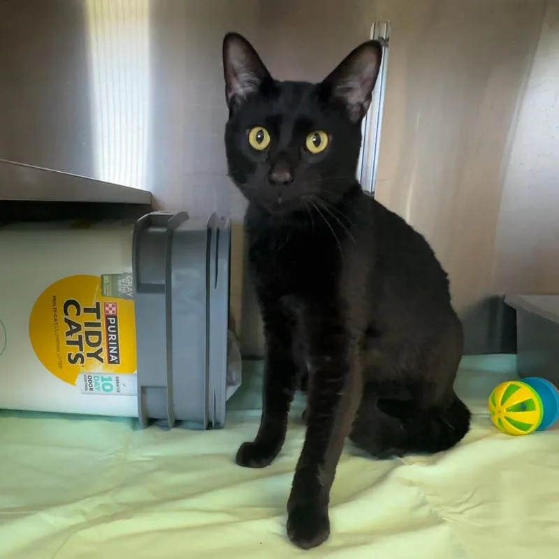 A young extra large-sized male Black Domestic Short Hair cat named Peep for adoption in Manhattan, KS