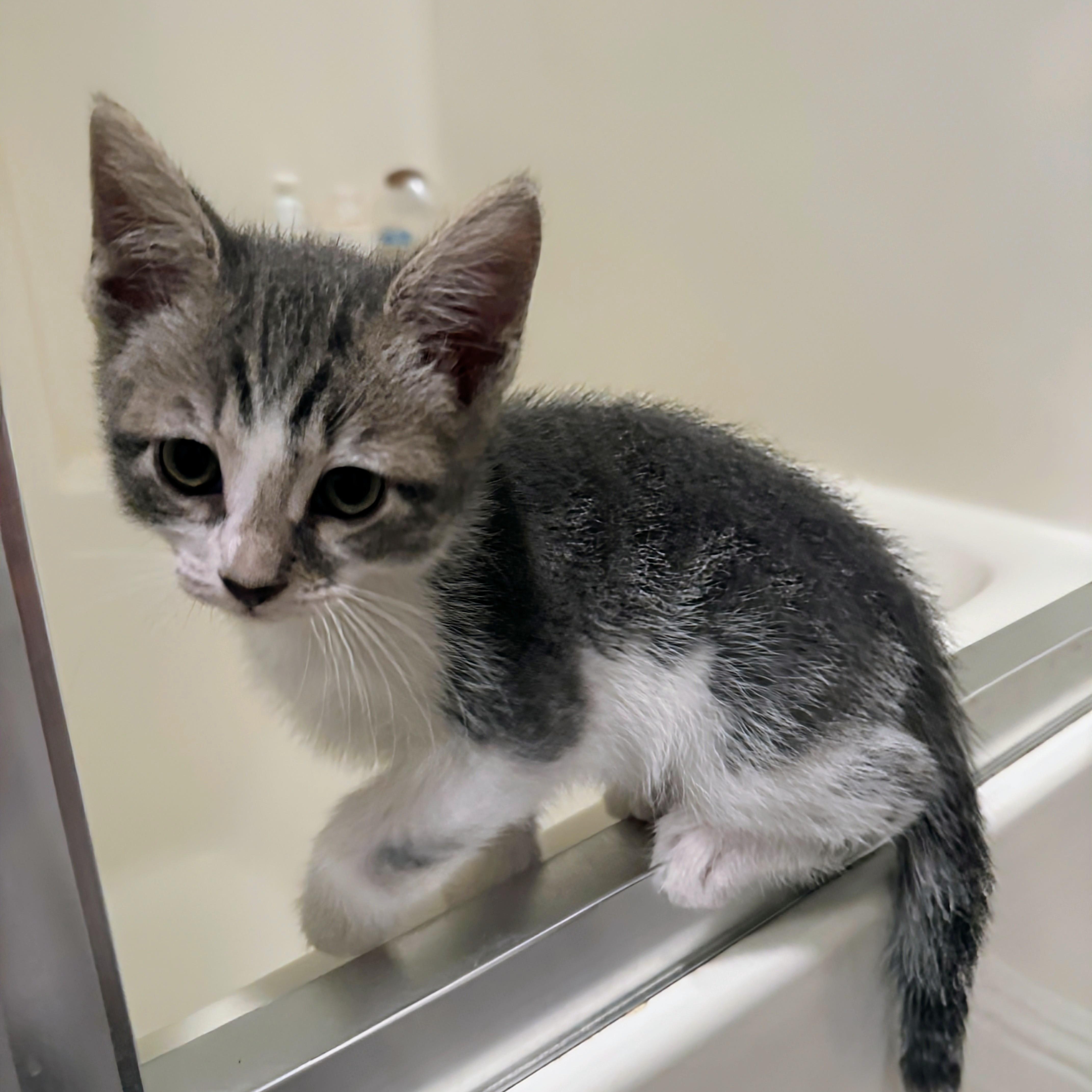 A baby medium-sized male Tabby (Gray / Blue / Silver) Tabby cat named Harry Potter for adoption in San Juan Capistrano, CA