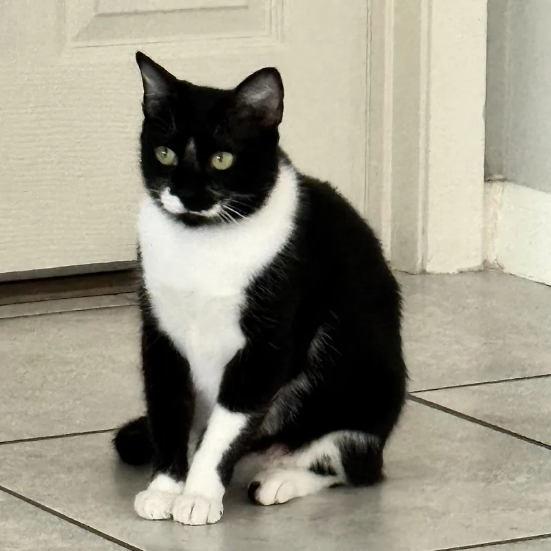 A young medium-sized female Black & White / Tuxedo Domestic Short Hair cat named Purrkinson for adoption in Liverpool, TX