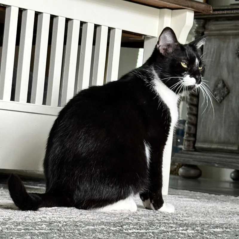 Purrkinson thumbnail 3