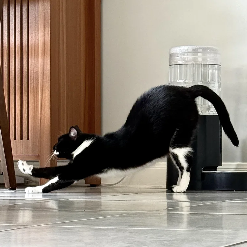 Purrkinson thumbnail 4