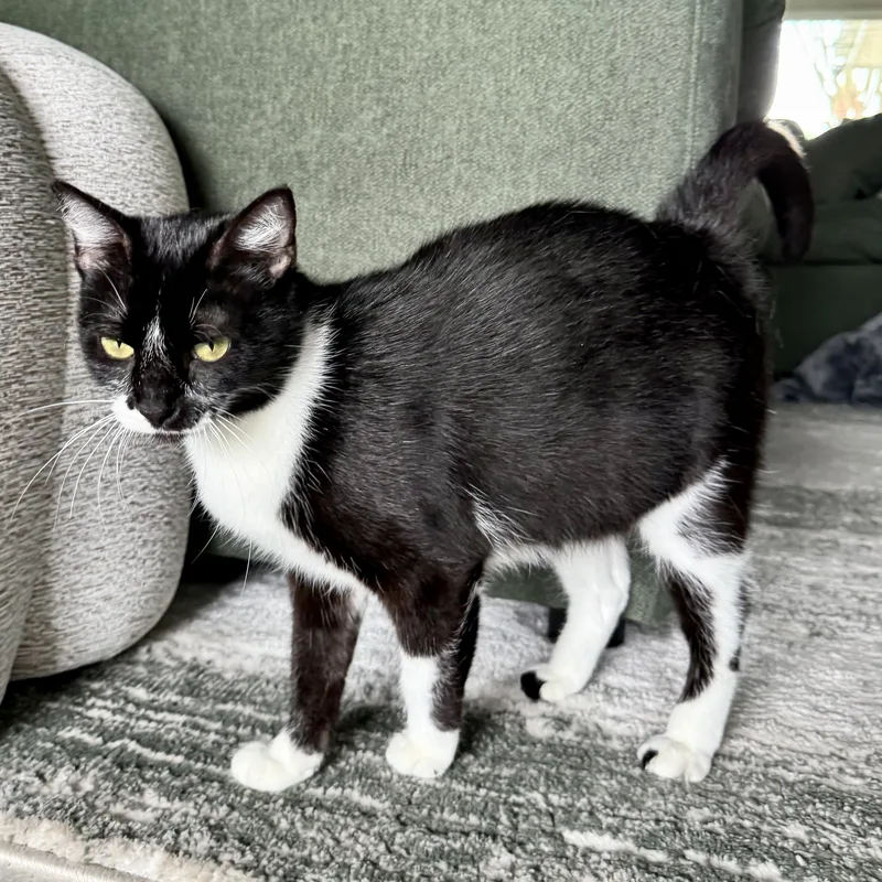 Purrkinson thumbnail 6