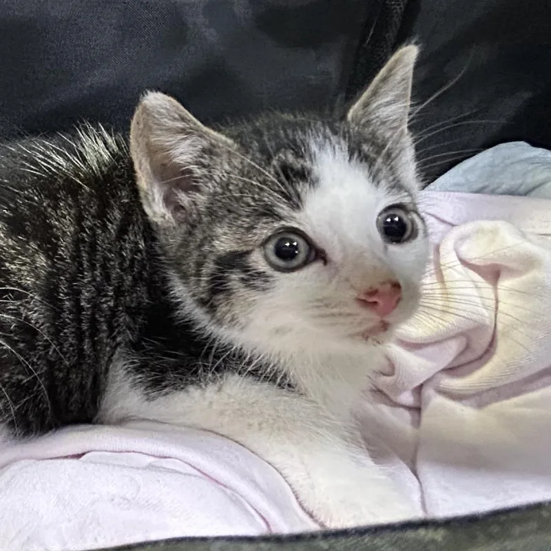 A baby small-sized male Black Domestic Short Hair cat named S'more for adoption in Oyster Bay, NY