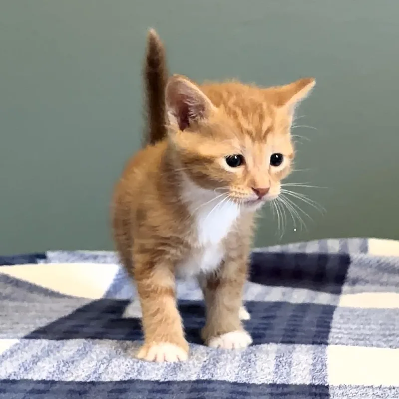 A baby small-sized male Orange / Red Domestic Short Hair cat named Birdie for adoption in Long Beach, CA
