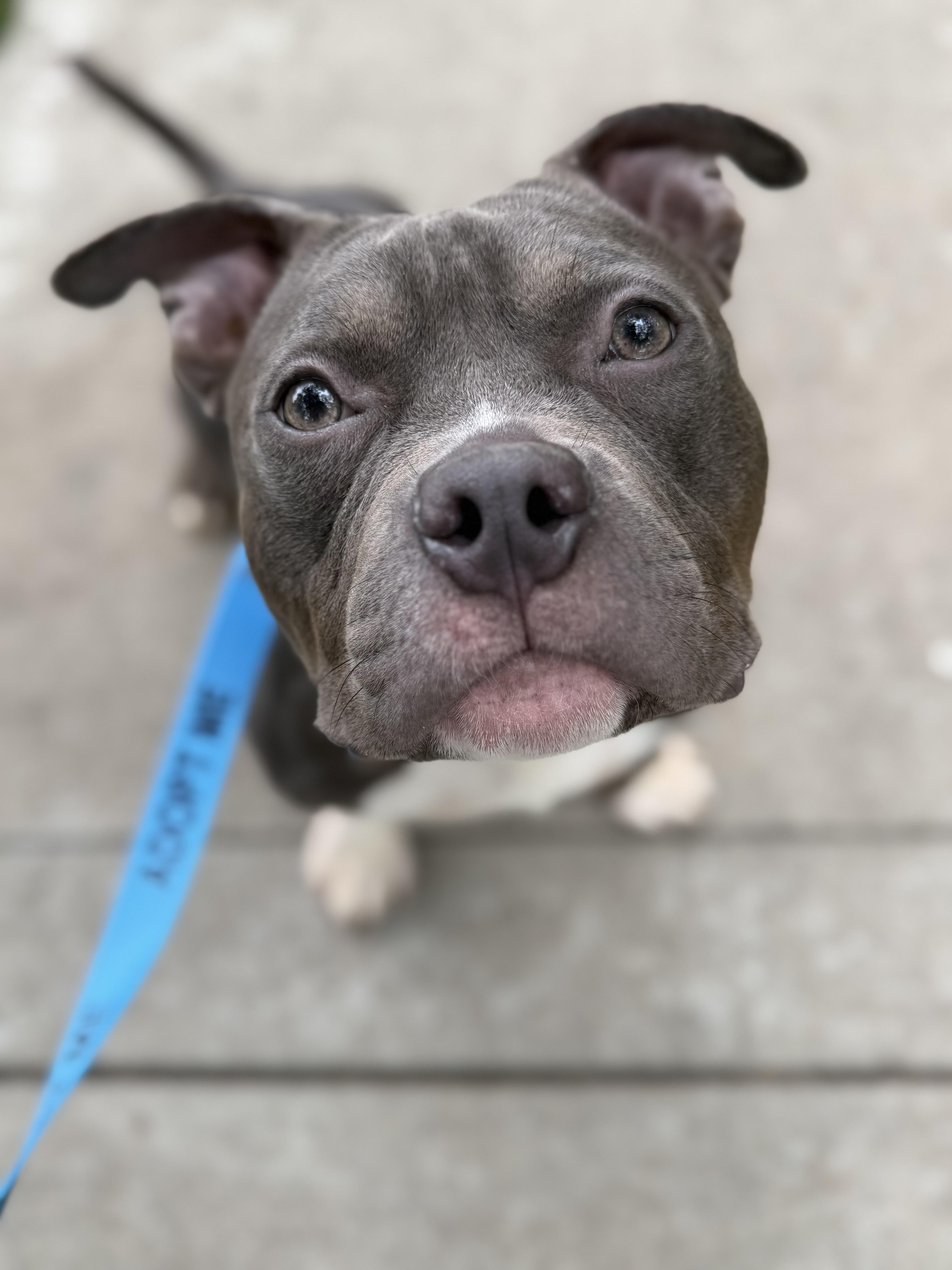An adult medium-sized male Pit Bull Terrier dog named Wilbur for adoption in Raytown, MO