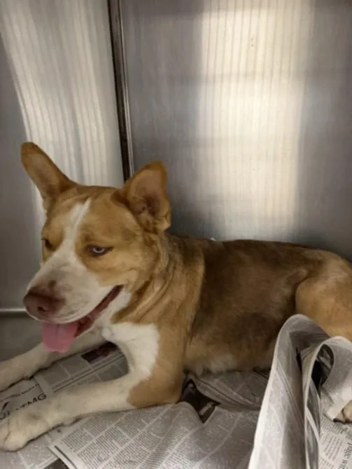 A young small-sized female Husky dog named Lizzie for adoption in Van Nuys, CA
