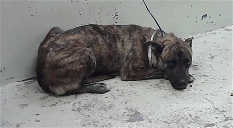 A young small-sized female Labrador Retriever dog named Pattie for adoption in Houston, TX