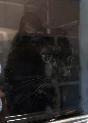 A senior medium-sized male Domestic Short Hair cat named Higgins for adoption in Fishers, IN