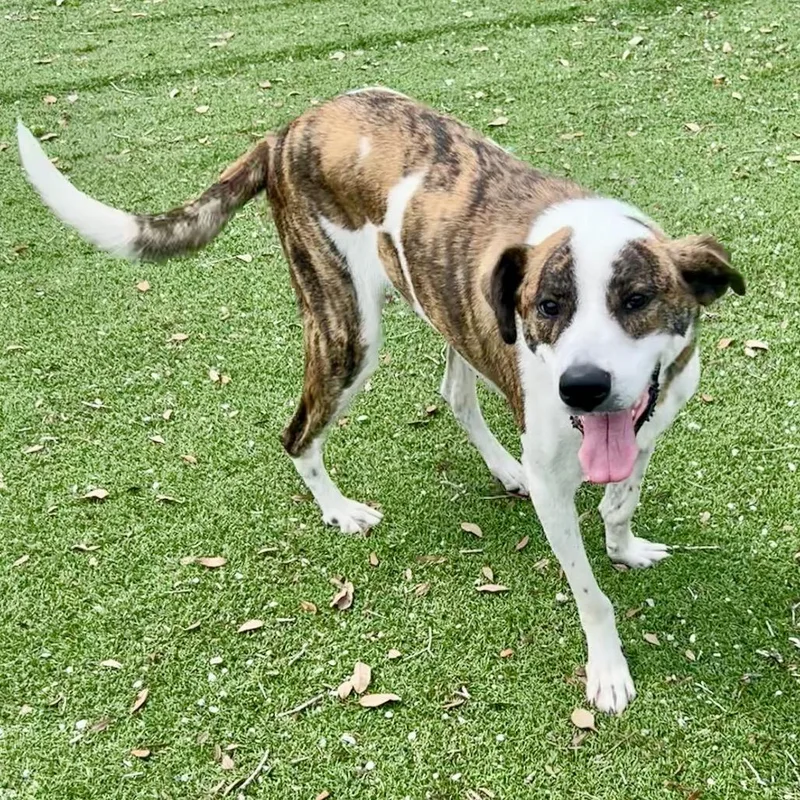 An adult large-sized male Mixed Breed dog named Sketchers for adoption in LOXAHATCHEE, FL