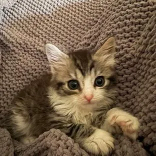 A baby small-sized female Domestic Short Hair cat named Morgan for adoption in Cumming, GA