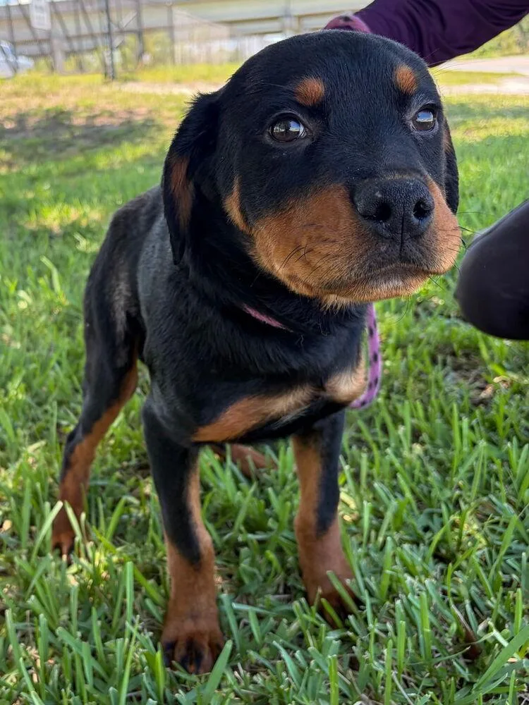 A baby small-sized female Tricolor (Brown, Black, & White) Rottweiler dog named Ember for adoption in Lakeland, FL