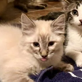 A young small-sized female Domestic Medium Hair cat named Donita for adoption in Las Vegas, NV