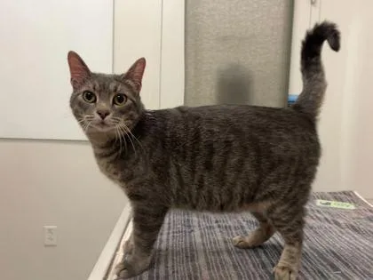 An adult medium-sized female Gray / Blue / Silver Domestic Short Hair cat named Nellie for adoption in Kansas City, MO