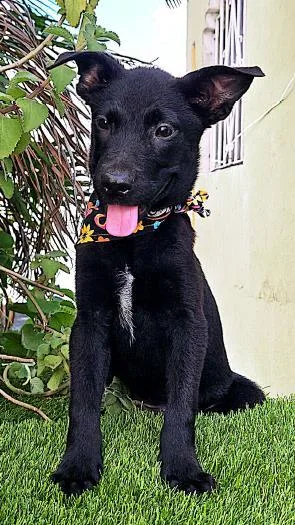 A baby small-sized male Labrador Retriever dog named Panter for adoption in Washington, DC