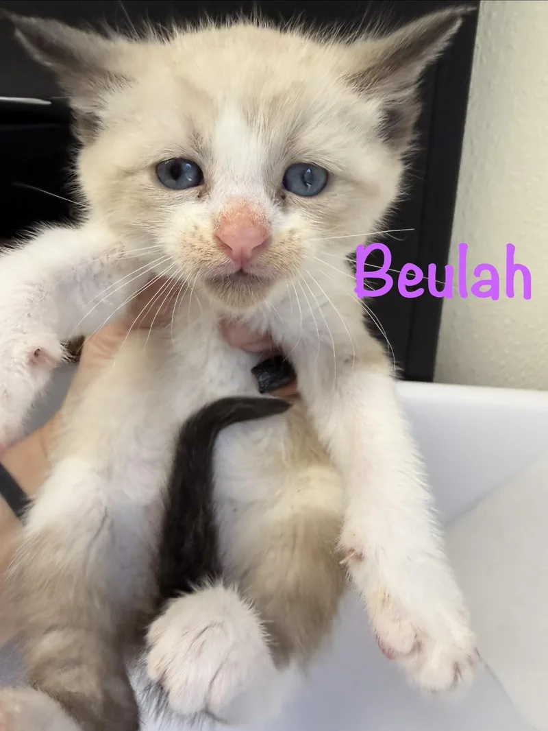A baby medium-sized female Siamese cat named Beulah for adoption in Crescent City, CA