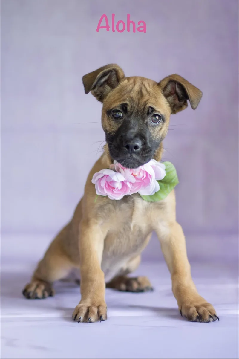 A baby medium-sized female Brown / Chocolate Pug dog named Aloha for adoption in Indianapolis, IN