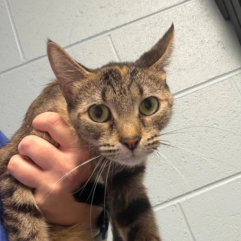A young medium-sized female Brown / Chocolate Domestic Short Hair cat named Billie for adoption in DeKalb, IL