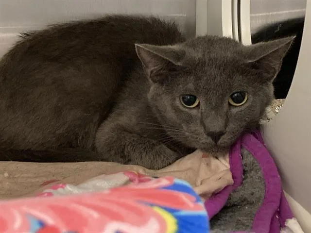 A young medium-sized male Domestic Short Hair cat named Paul for adoption in Tustin, CA