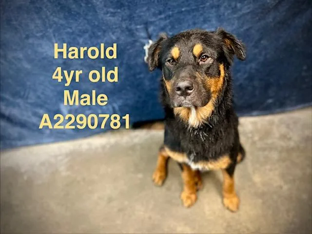 Harold