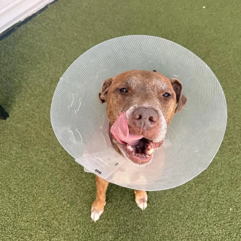 An adult medium-sized female Brown / Chocolate Terrier dog named Nikki for adoption in Tampa, FL