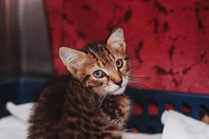 A young small-sized male Domestic Short Hair cat named a Beaver for adoption in North Charleston, SC
