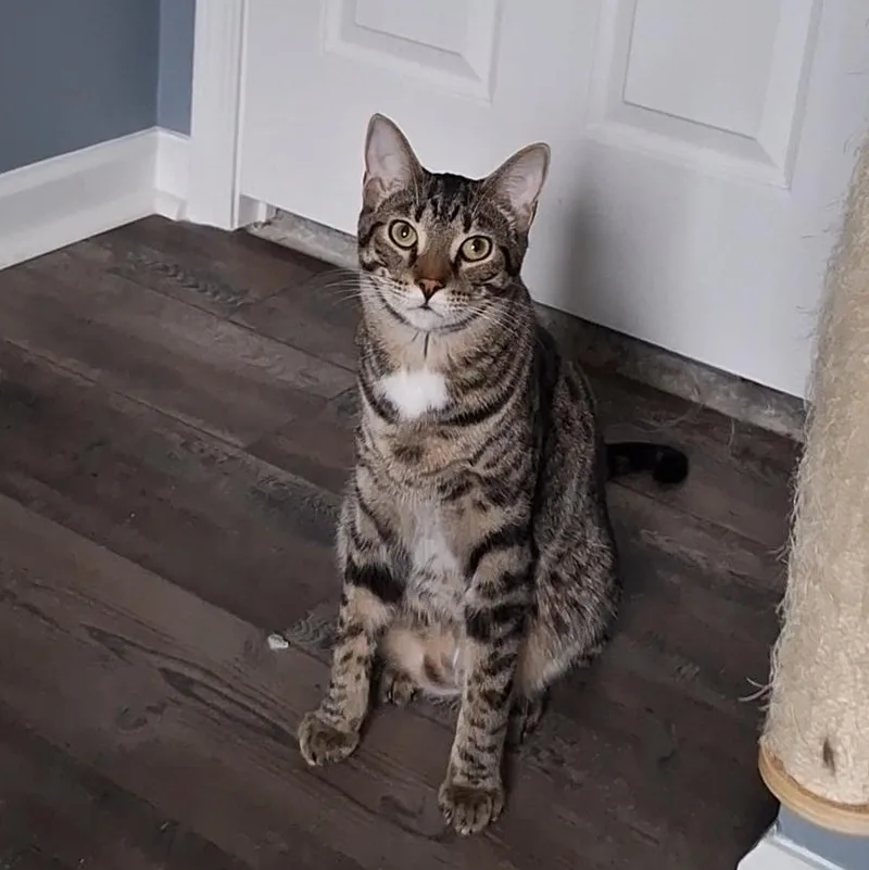 A young medium-sized male Tabby (Brown / Chocolate) Domestic Short Hair cat named Villy for adoption in BUTLER, PA