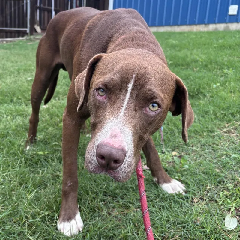 A young medium-sized male Red / Chestnut / Orange Labrador Retriever dog named Floyd for adoption in Floresville, TX