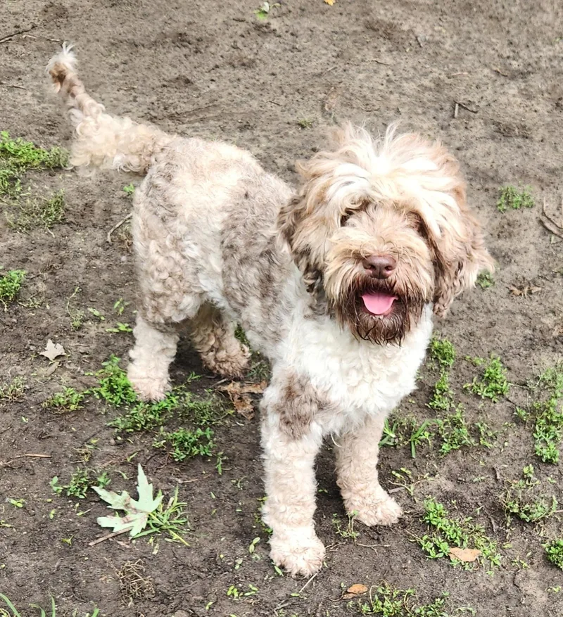 A young small-sized female Merle (Red) Labradoodle dog named Paisley for adoption in Liberty Center, OH