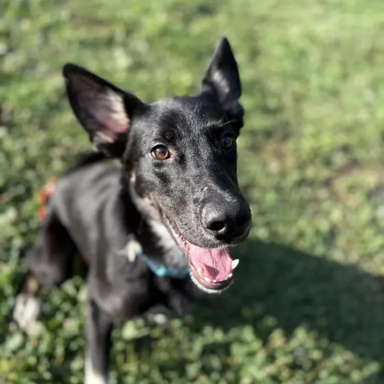 An adult medium-sized male Black German Shepherd Dog dog named Taka for adoption in Chuckey, TN