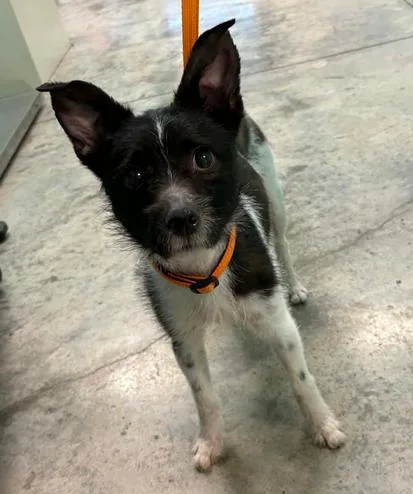 An adult medium-sized male Terrier dog named Whitaker for adoption in Lampasas, TX