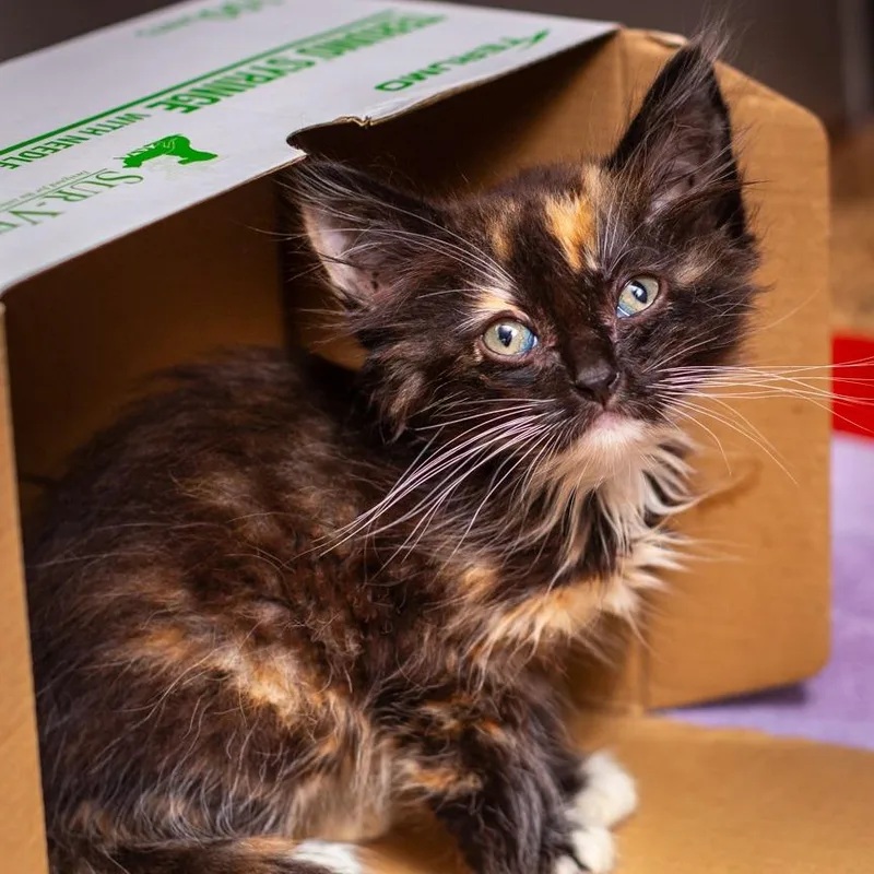 Blossom thumbnail 5