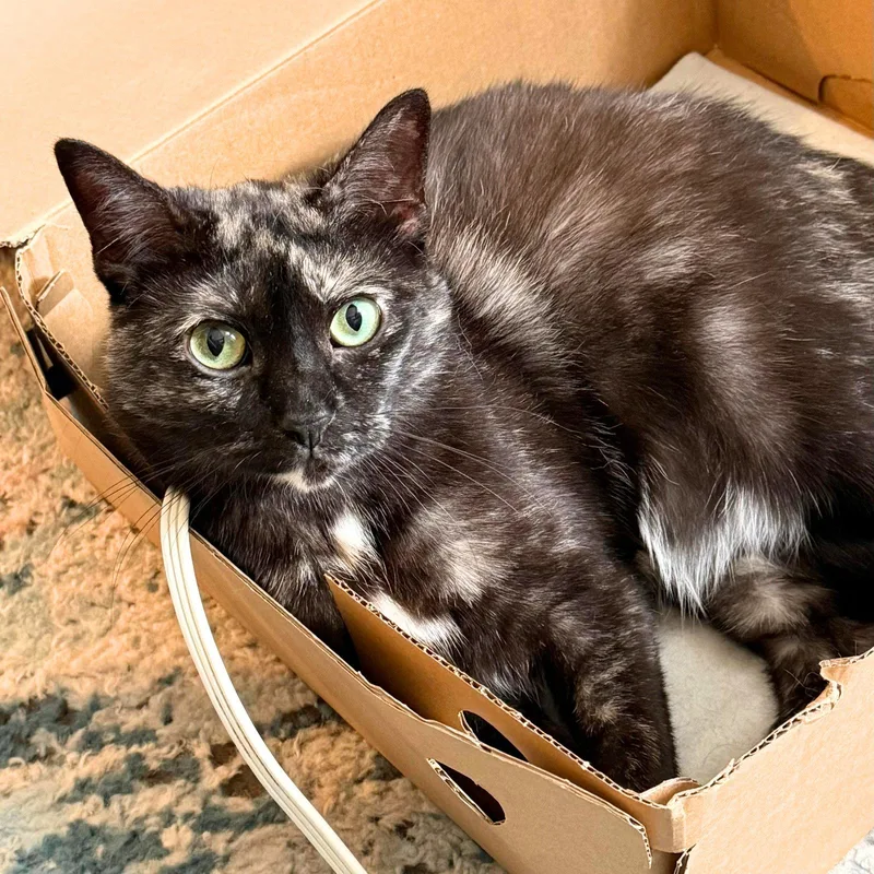 An adult medium-sized female Domestic Short Hair cat named Corvette for adoption in Brooklyn, NY