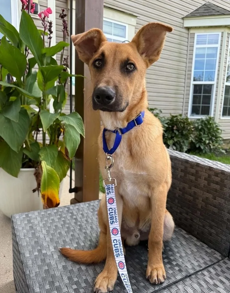A baby medium-sized male German Shepherd Dog dog named Freddie for adoption in Fredonia, WI