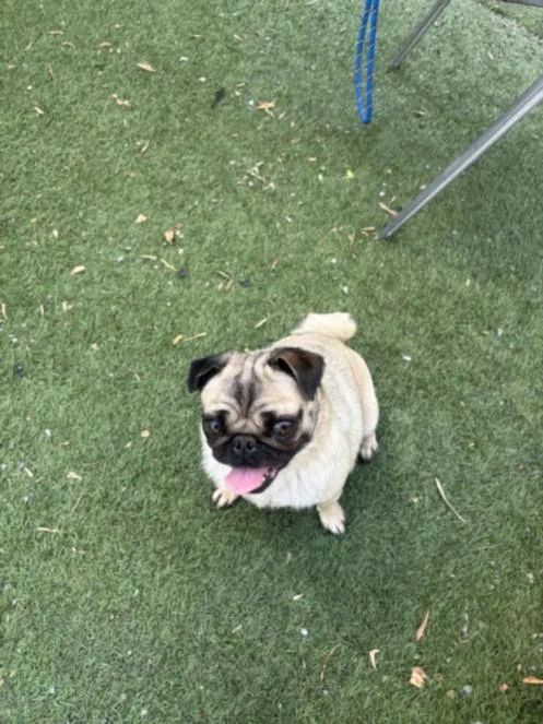 An adult small-sized female Pug dog named Edna for adoption in Hayward, CA